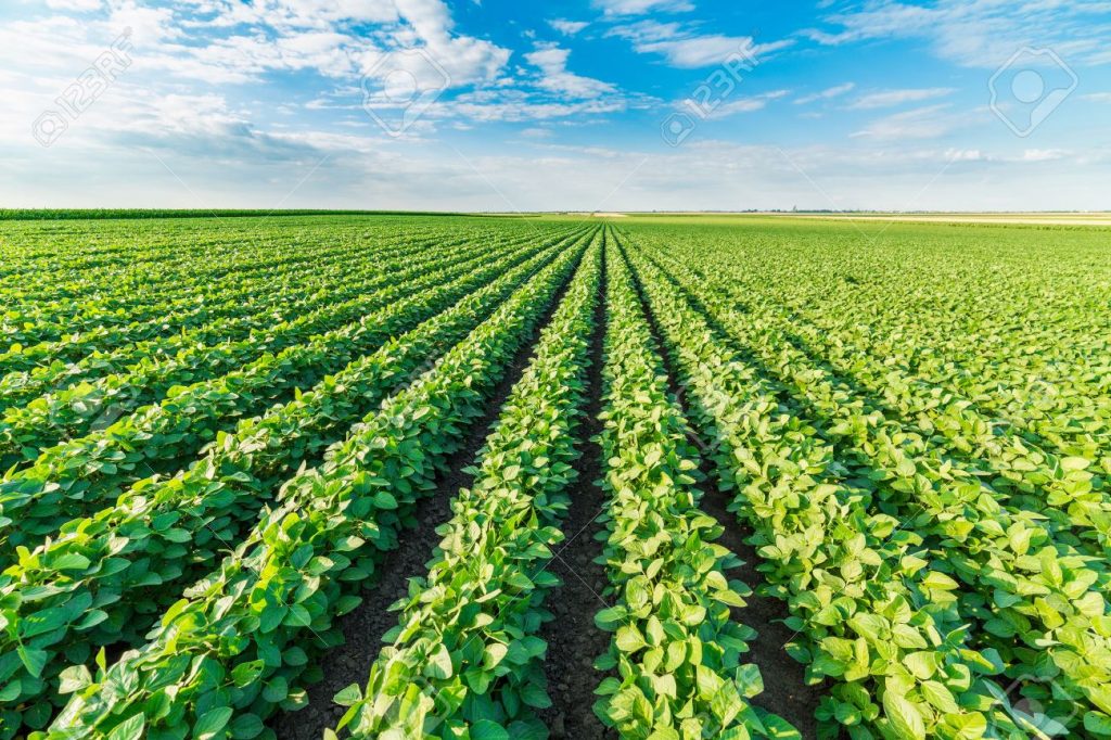 52263825-champ-de-soja-maturation-au-printemps-paysage-agricole