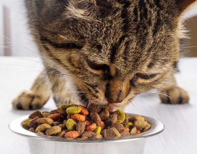 allergie-alimentaire-du-chat